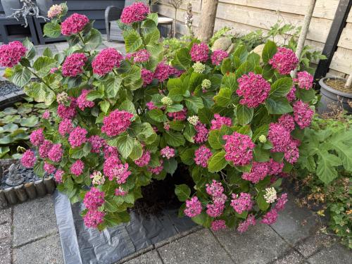 Grote tuin hortensia’s