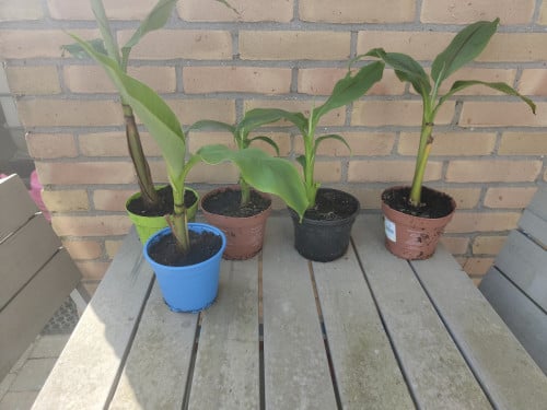 Winterharde banaan