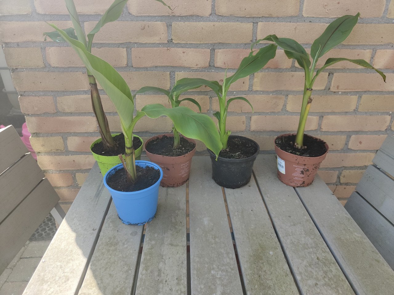 Winterharde banaan
