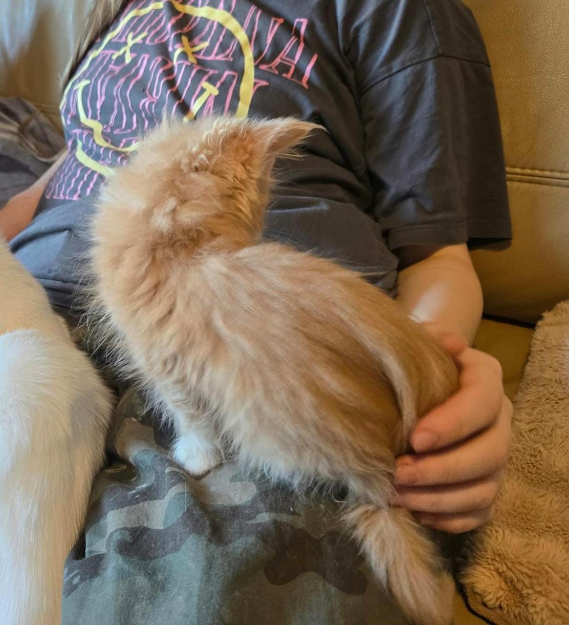 Mooi maine coon  katertje polydactyl