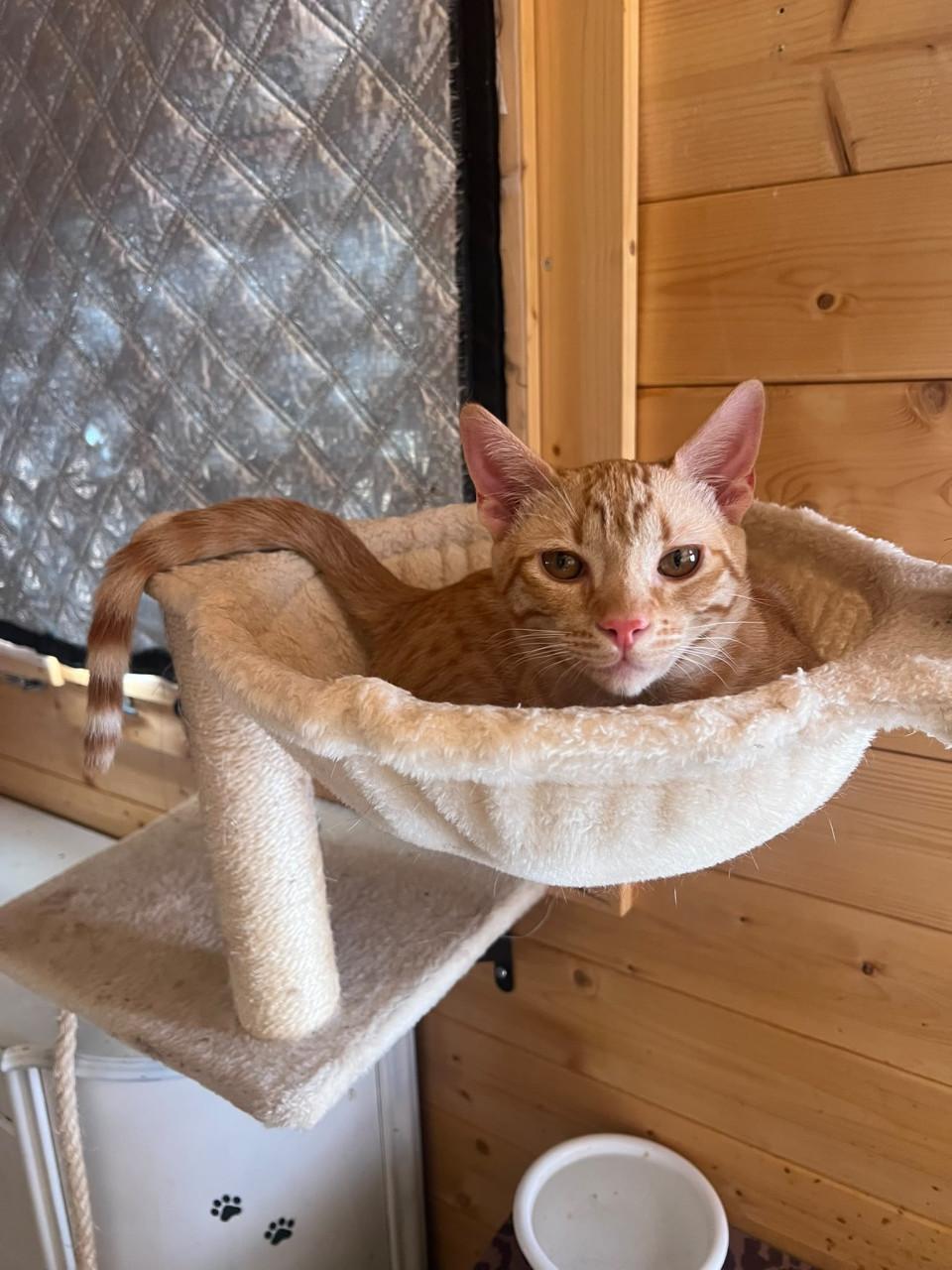 Deze hele lieve kitten broertjes zoeken hun gouden mandje!