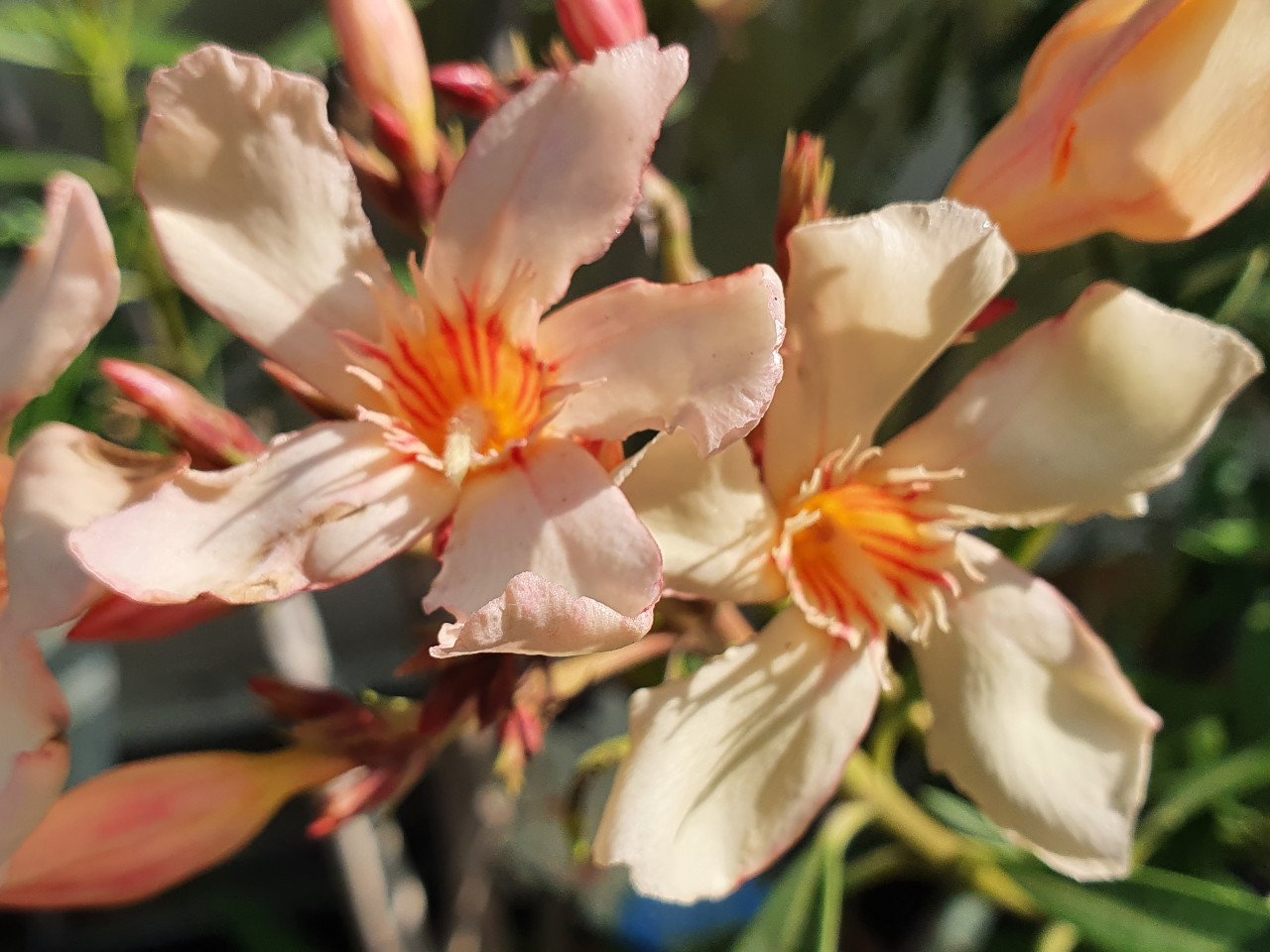 Toscaanse jasmijn, oleanders en meer