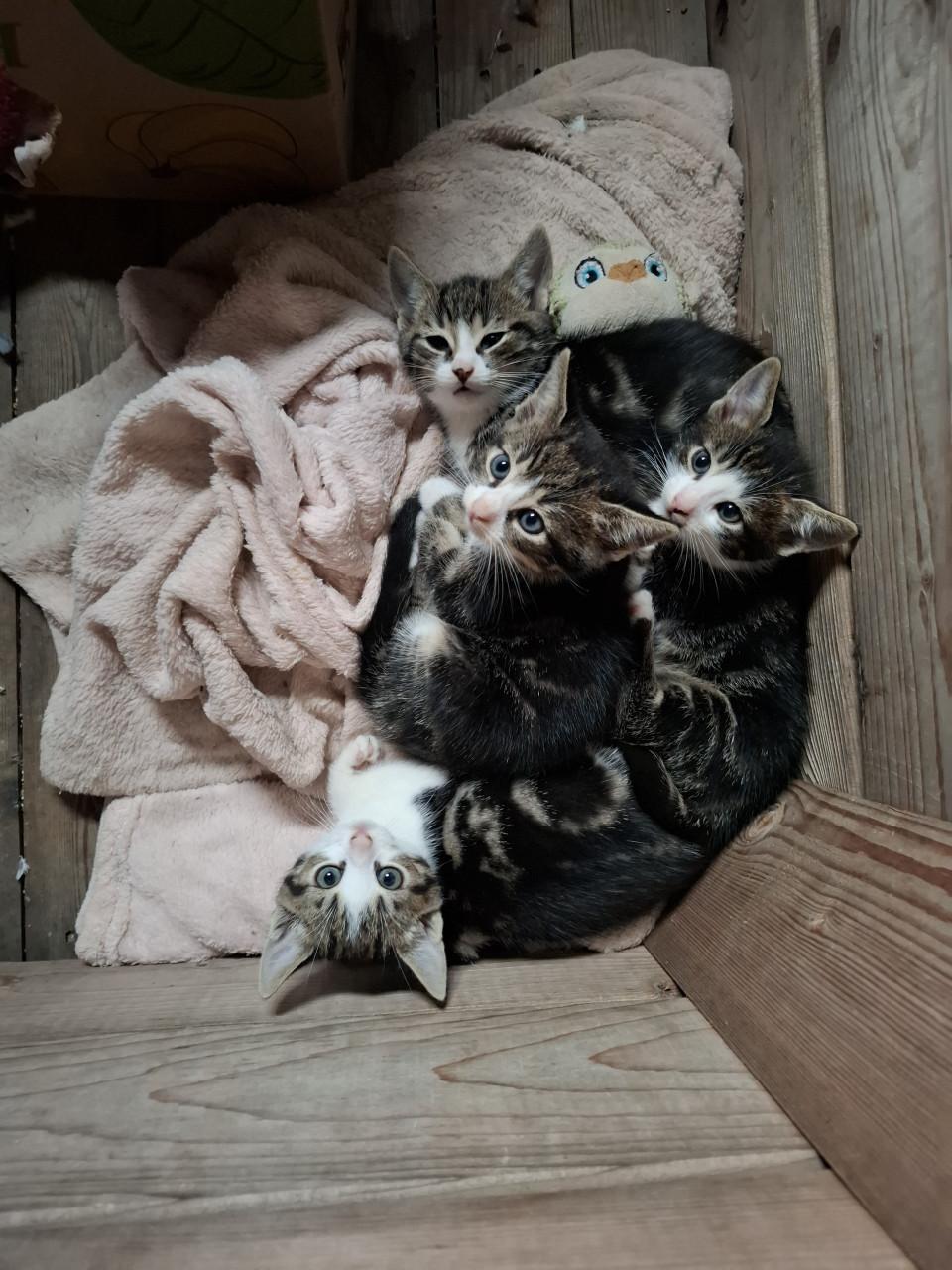 Kittens