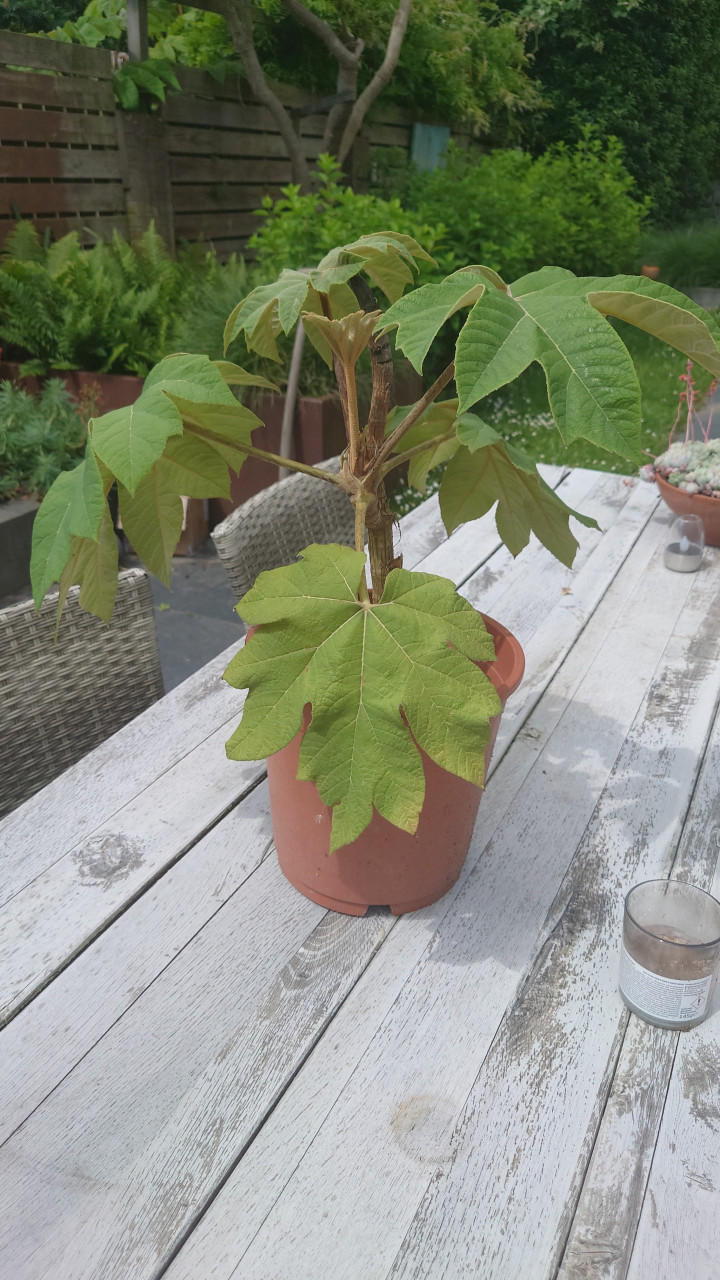 Grote Rijstpapier plant Tetrapanax Papyrifer