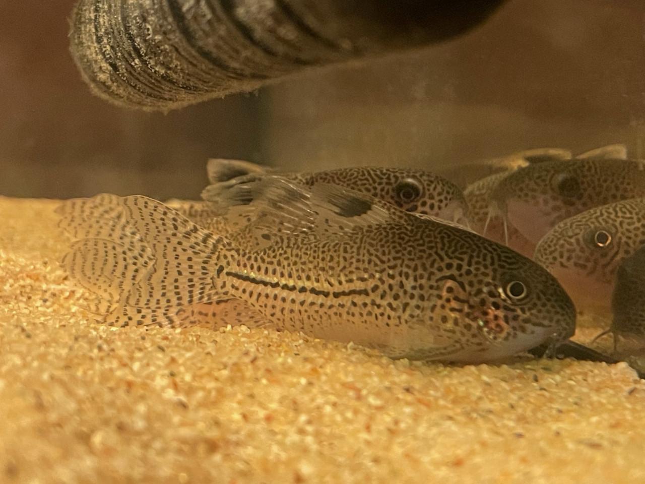 Hoplisoma (corydoras) Julii F1