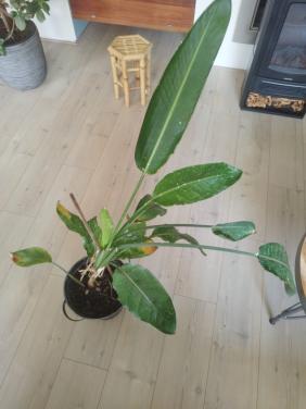 Plant