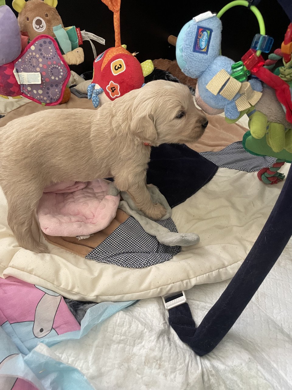 Mooie pups Golden retriever x Labradoodle