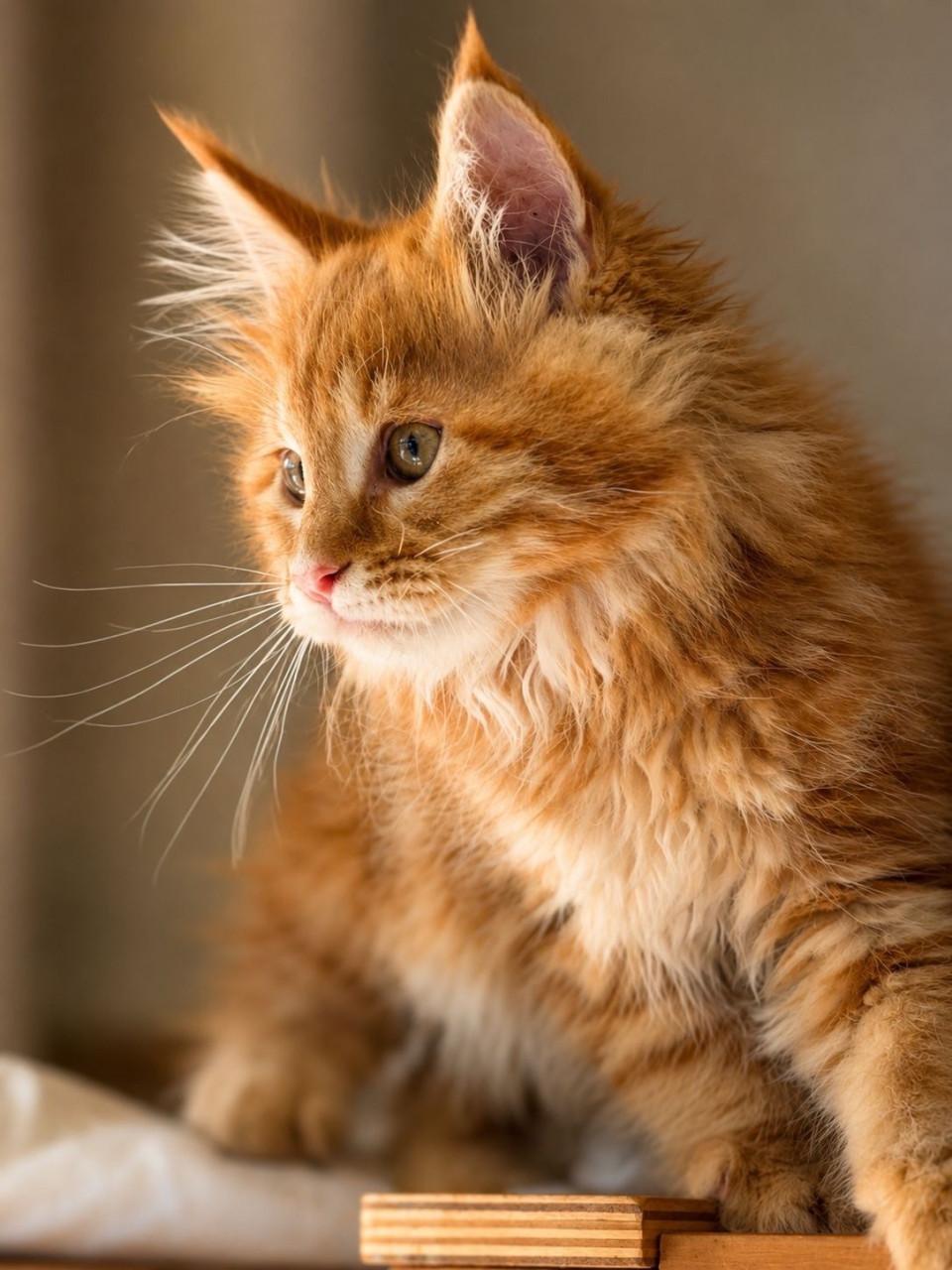 Maine Coon kitten