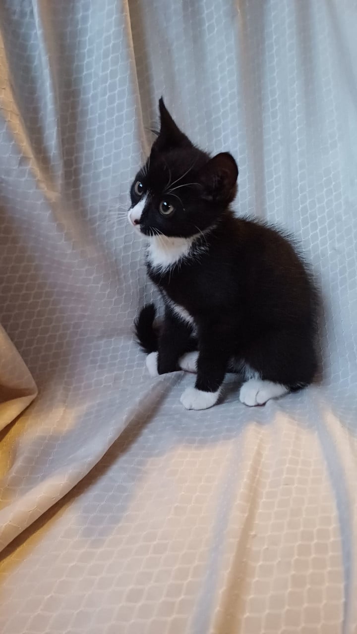 Lieve mooie kitten