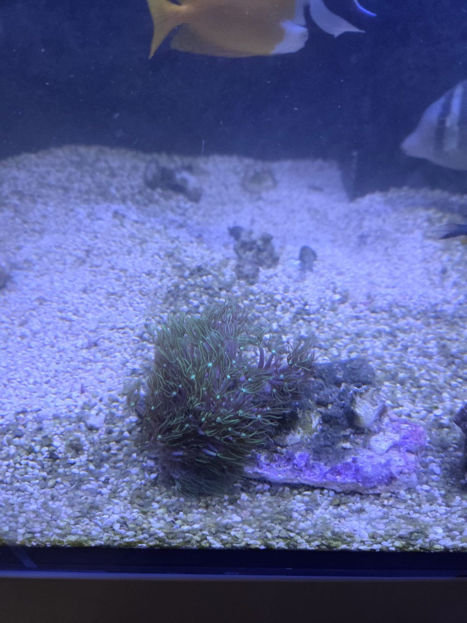 Laatste koralen en Red sea 350