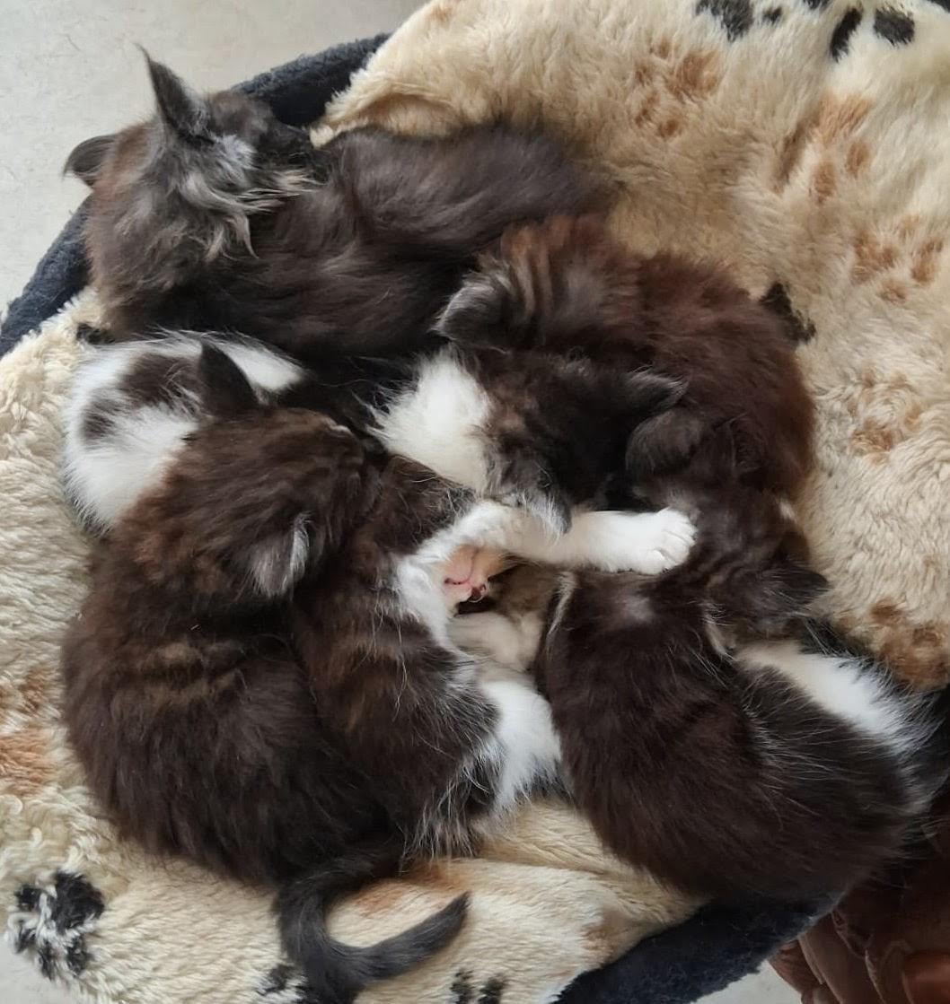 Maincoon kruising ragdoll kittens