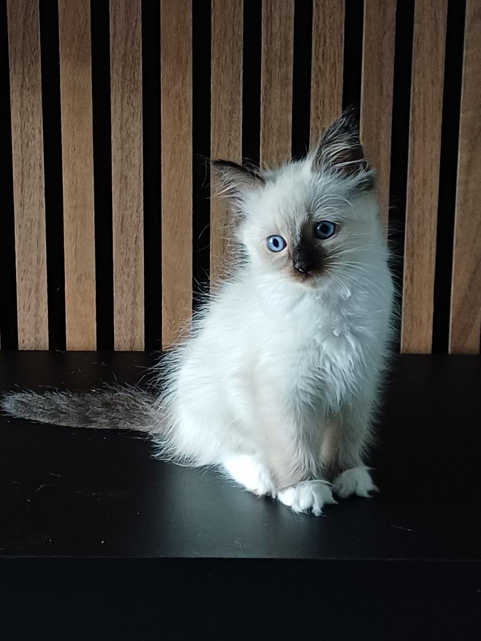 Super leuke Ragdoll kittens met stamboom beschikbaar.