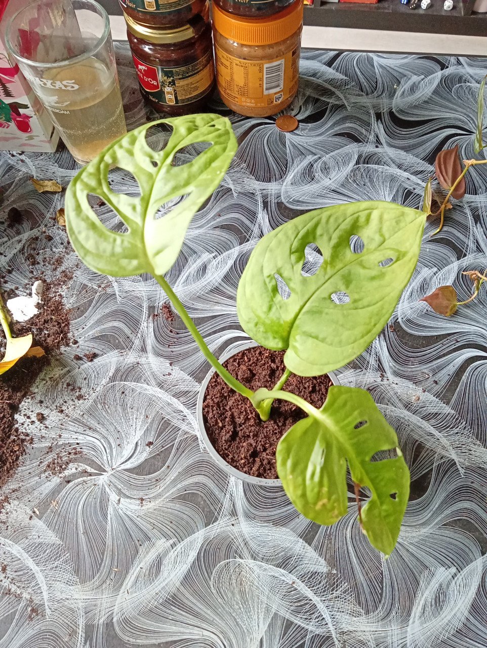 Heel veel stekjes van planten