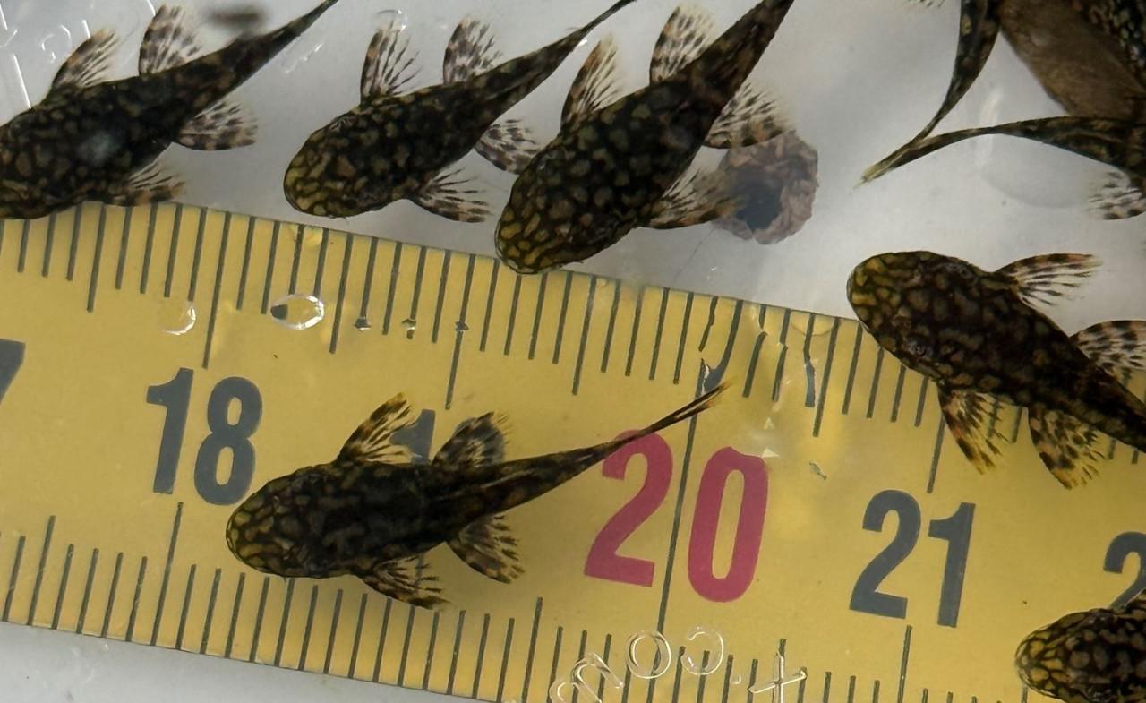 Wabenmuster L519 (Honeycomb)