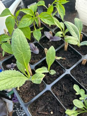 BIOLOGISCHE MOESTUINPLANTEN