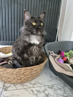 Maine coon poes 2 jaar oud