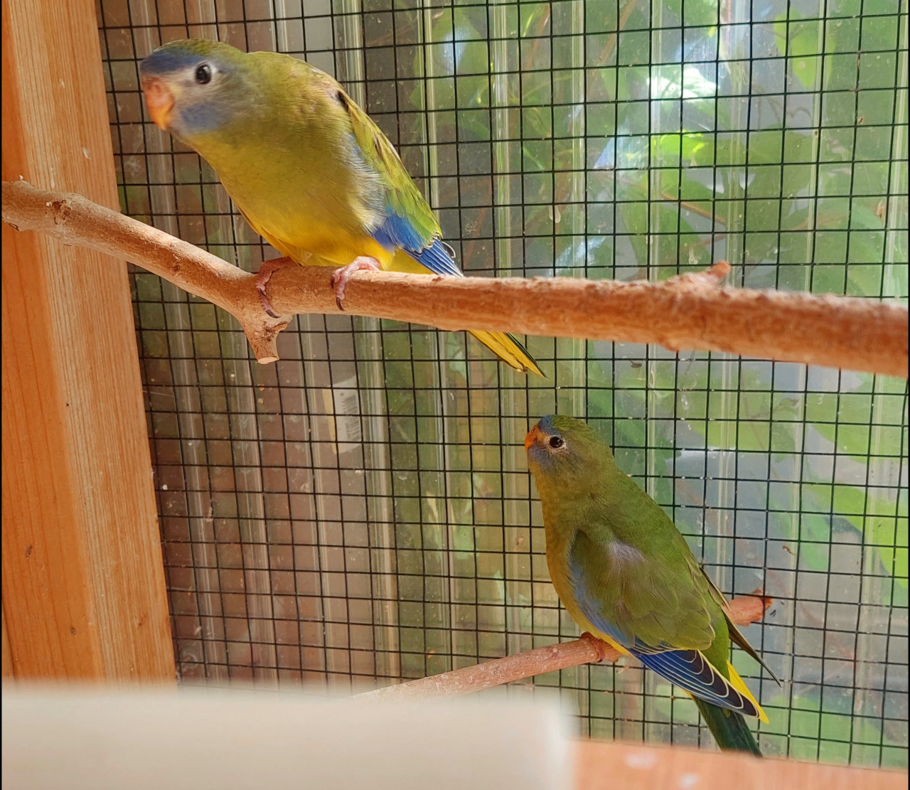 Turquoisine parkieten