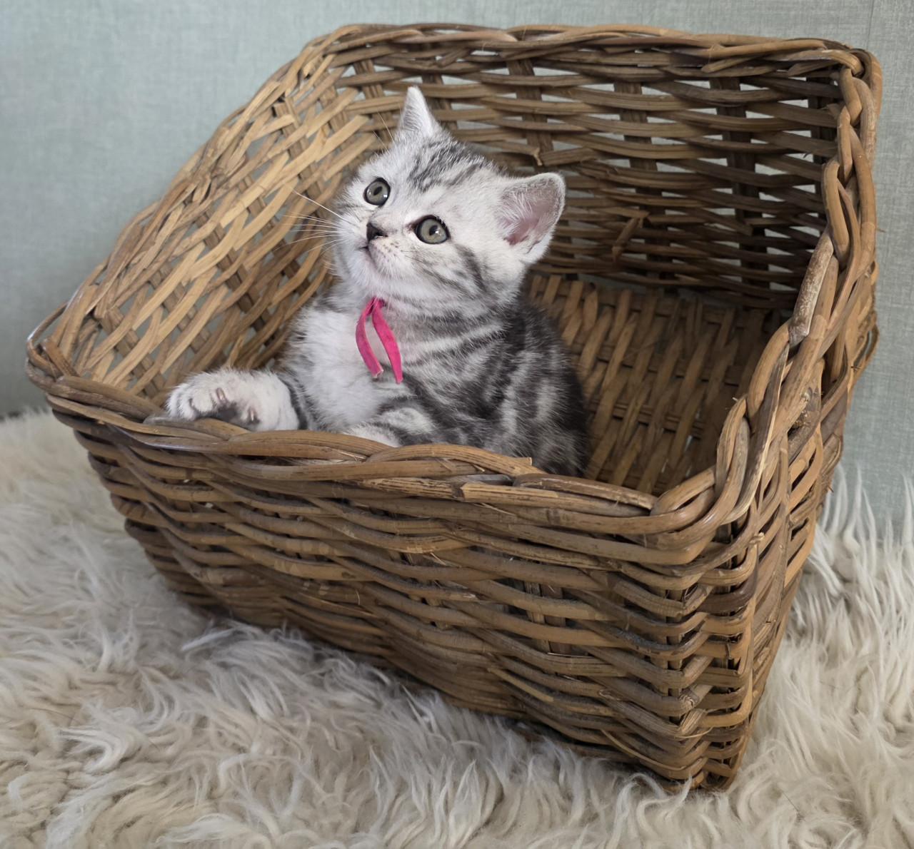 Brits korthaar kittens  (Whiskas)