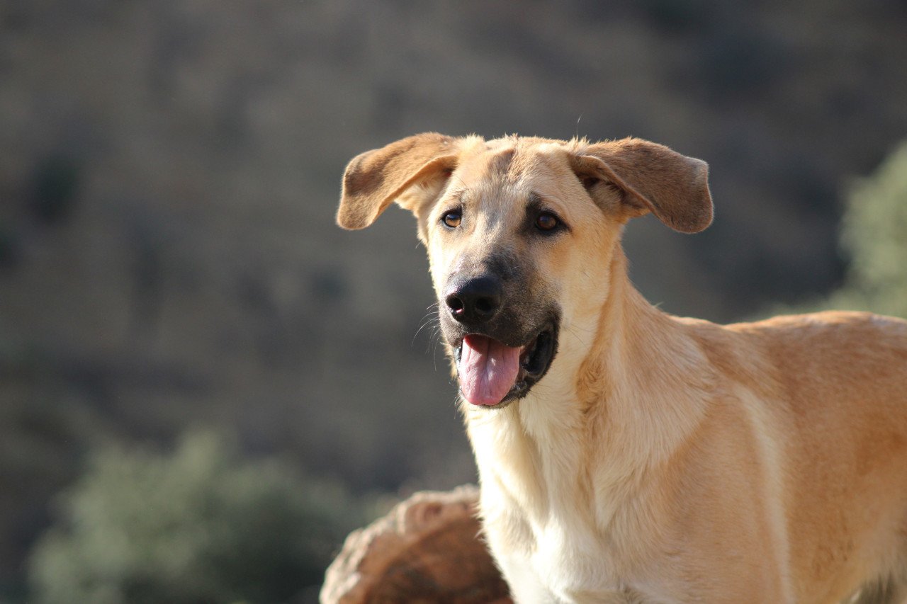 Alora Dog Rescue: Paco, speels, ondeugend en vrolijk