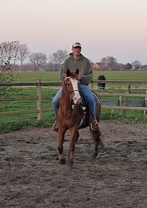 Bloedmooie merrie te koop