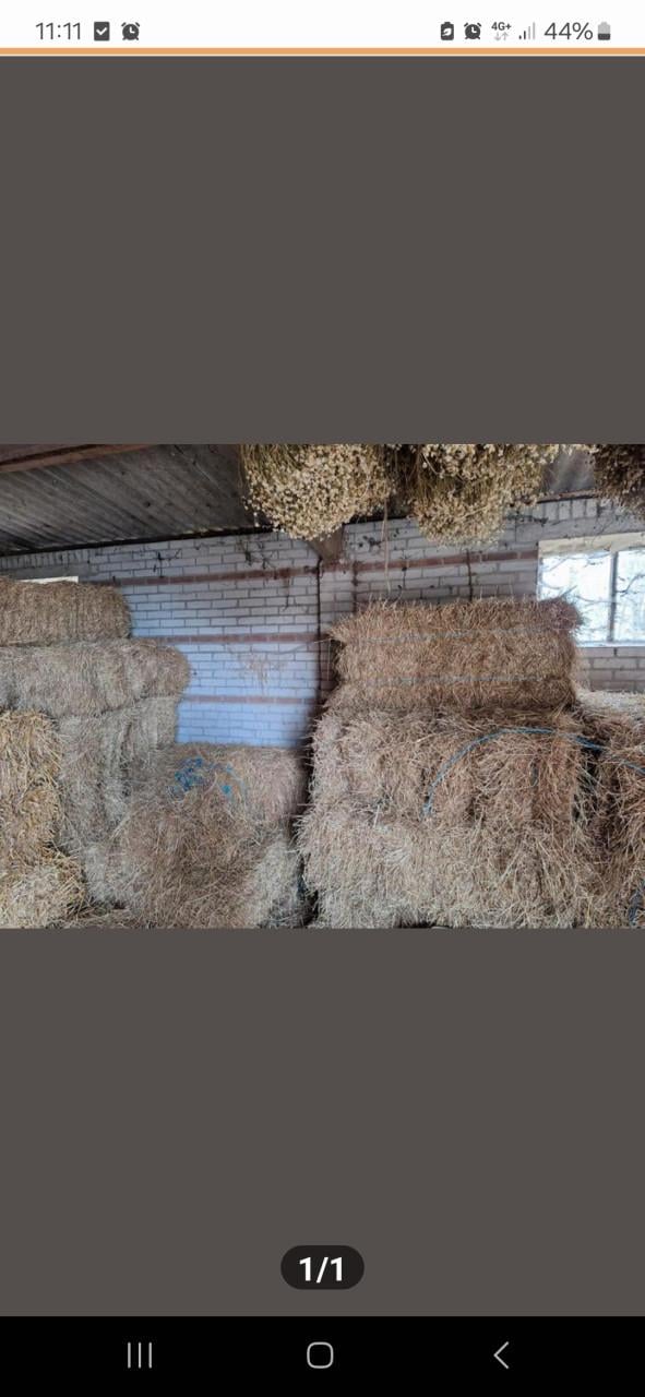 Graszaadhooi hooi te koop kleine balen