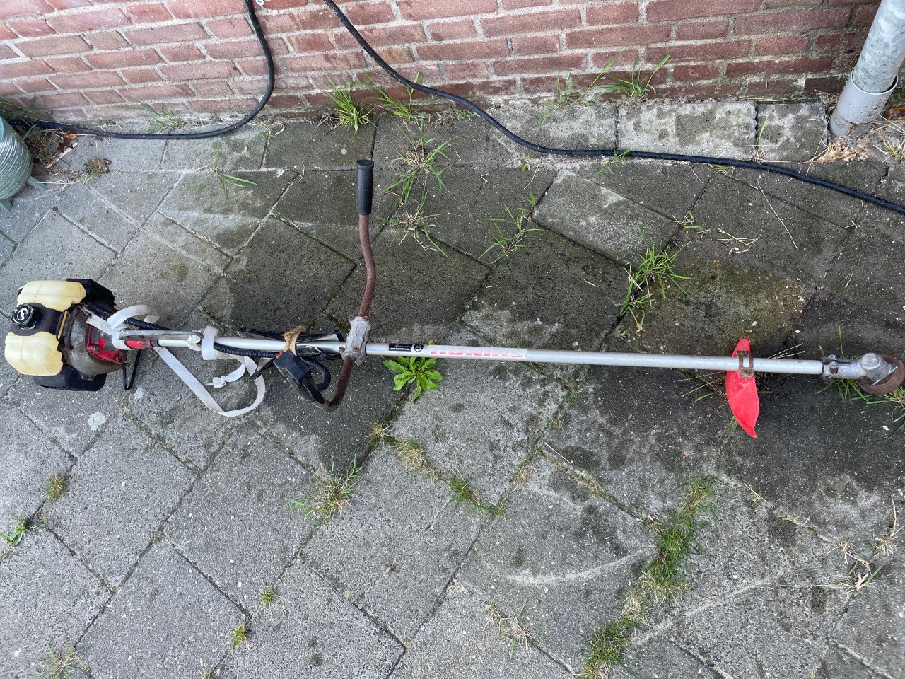 Bosmaaier gratis