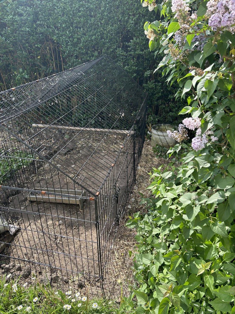 Buitenloopren