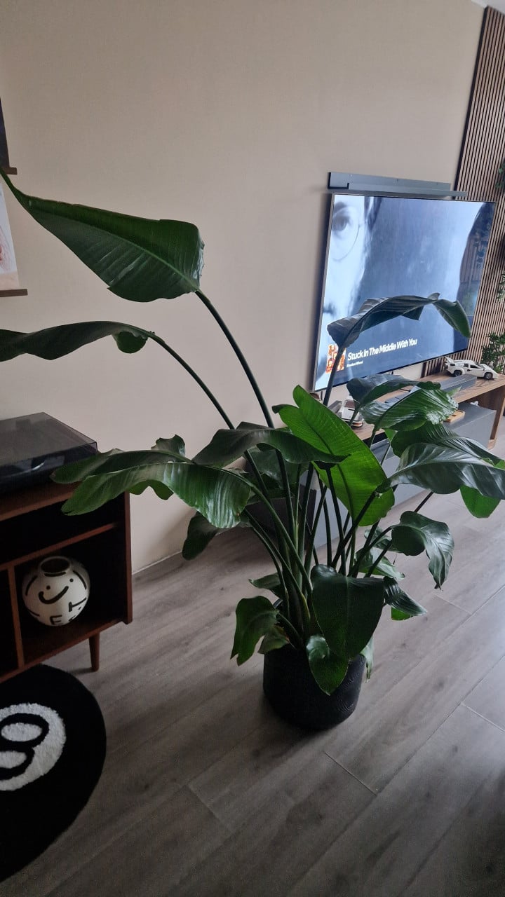 Nicolai Strelitzia (paradijsvogelplant) incl pot!