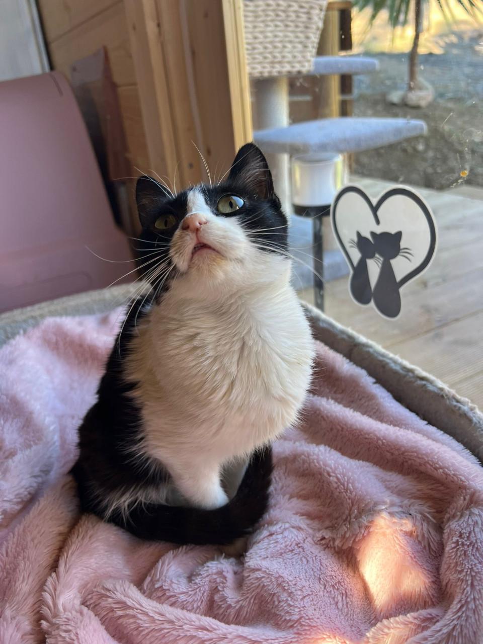 Deze 2 lieve kittens zoeken samen naar een lief baasje!