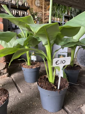 Winterharde bananenplant Musa basjoo