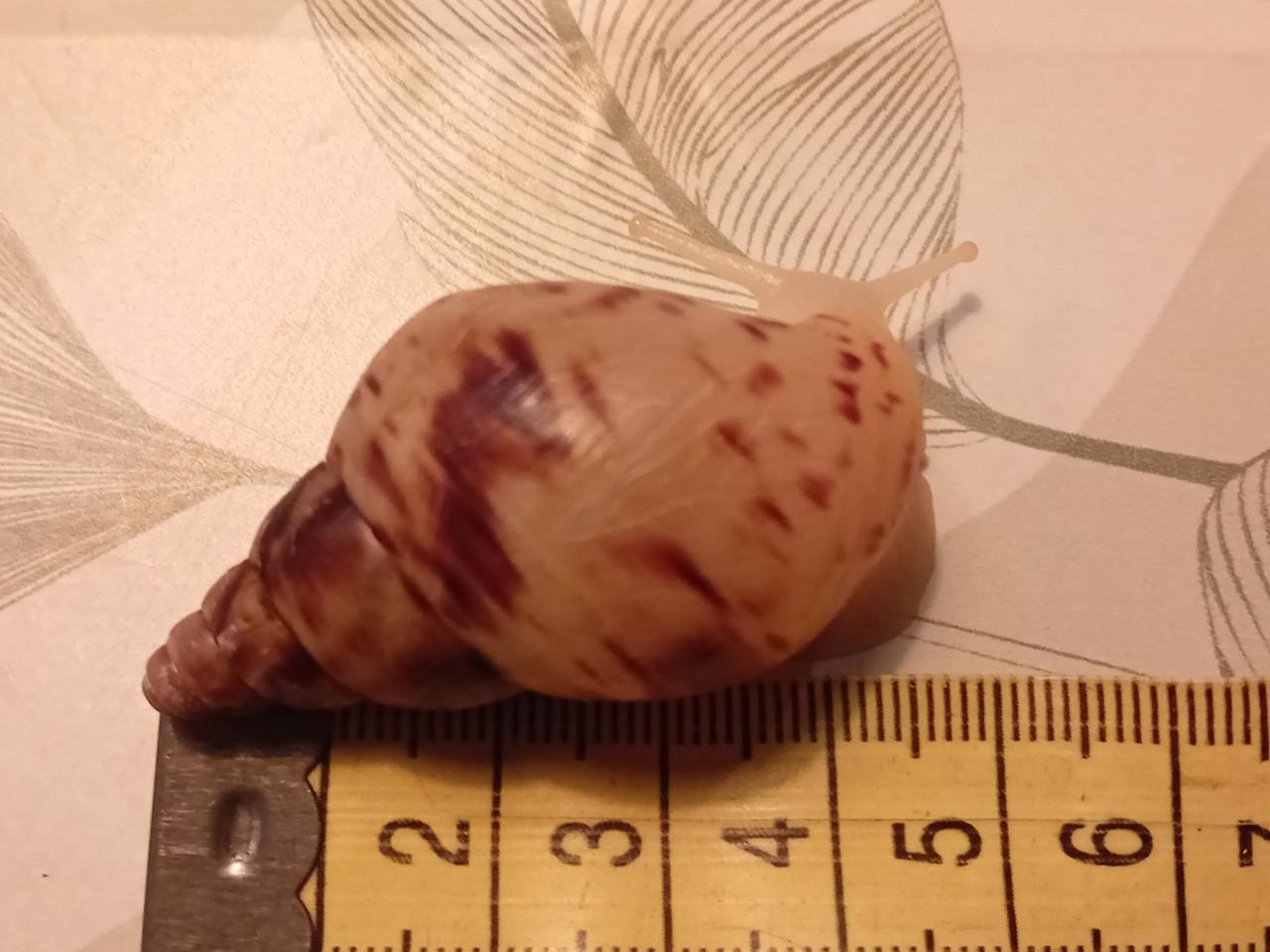 Afrikaanse reuzenslakken (Achatina Reticulata)