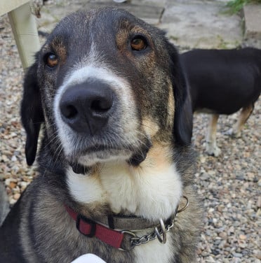 Knappe Ted ter adoptie
