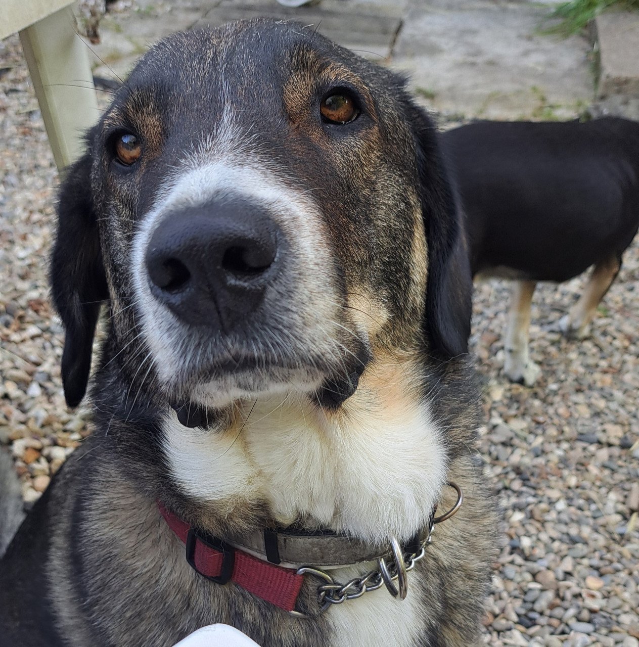 Knappe Ted ter adoptie
