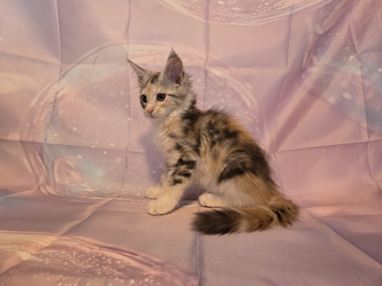 Maine coon poesje met stamboom
