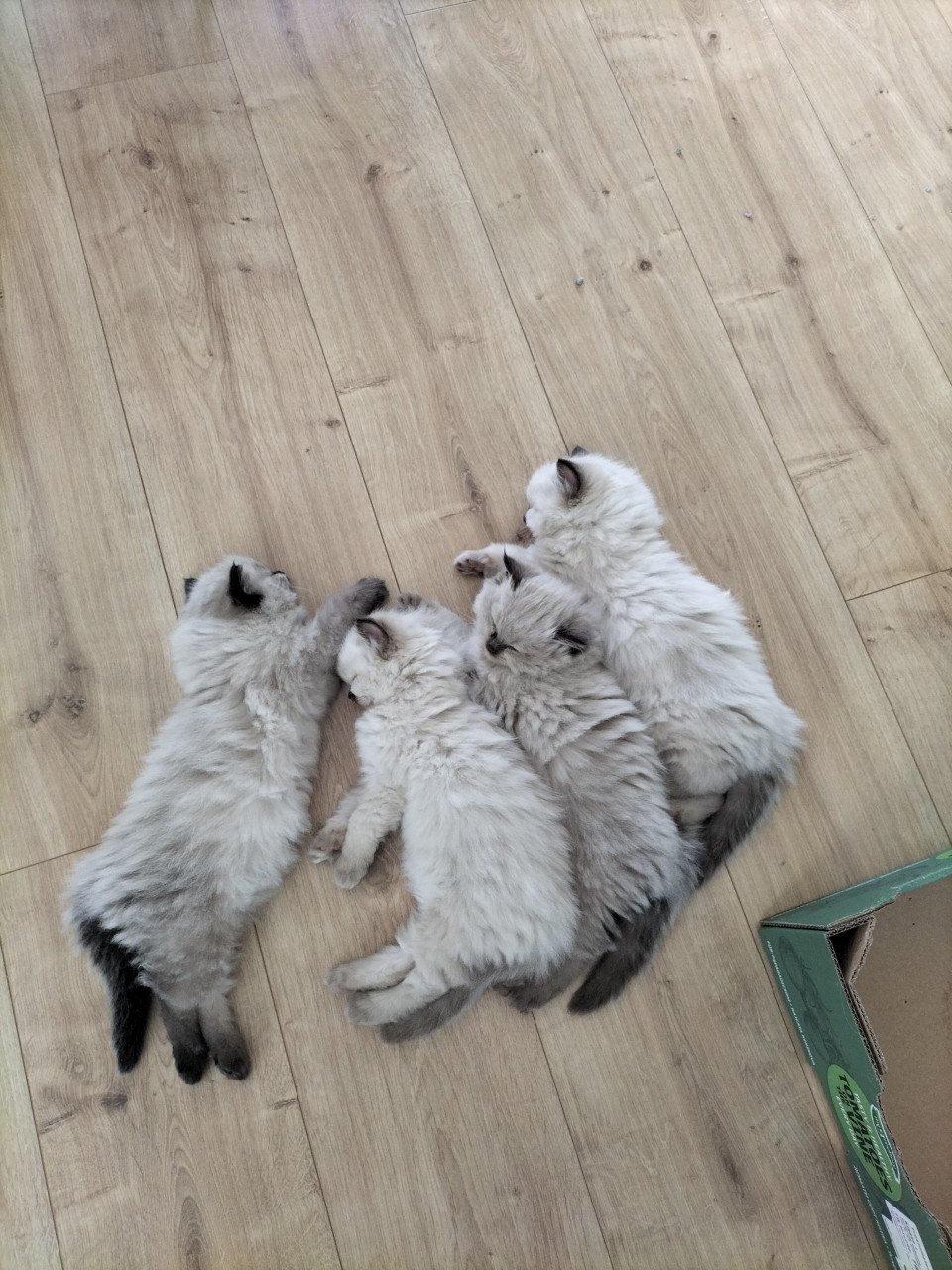 Nog 1 prachtig raszuiver chocolate sepia ragdoll poesje
