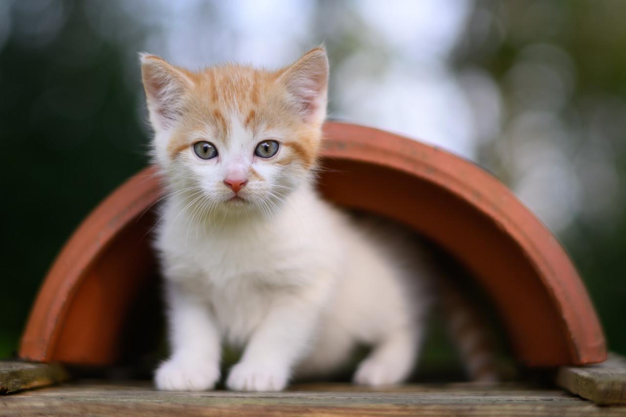 Lieve en mooie kittens