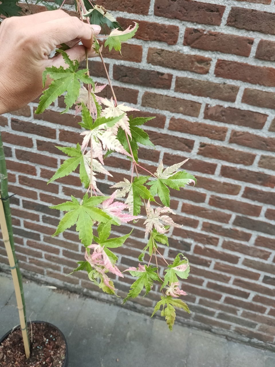 Japanse Esdoorn – Oridono Nishiki – 250cm