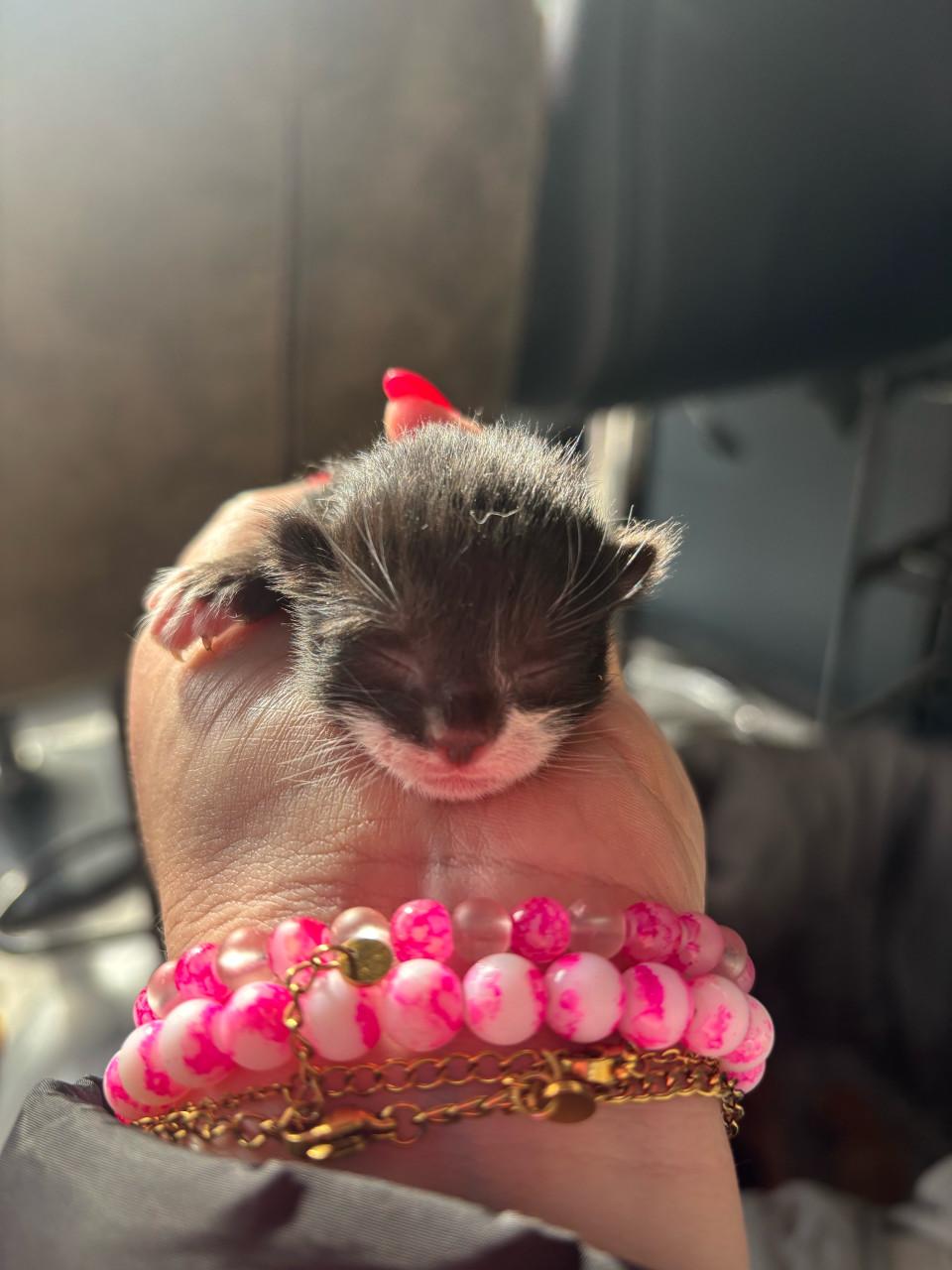 Super mooie kittens te koop