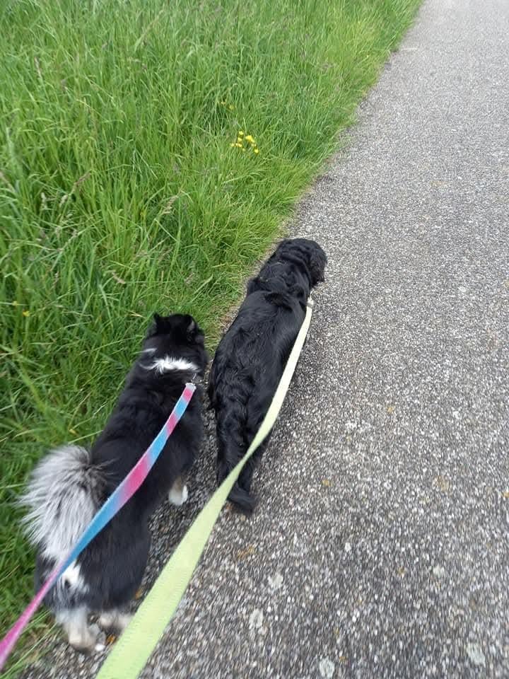 Hond(en) die ik mag uitlaten gevraagd.