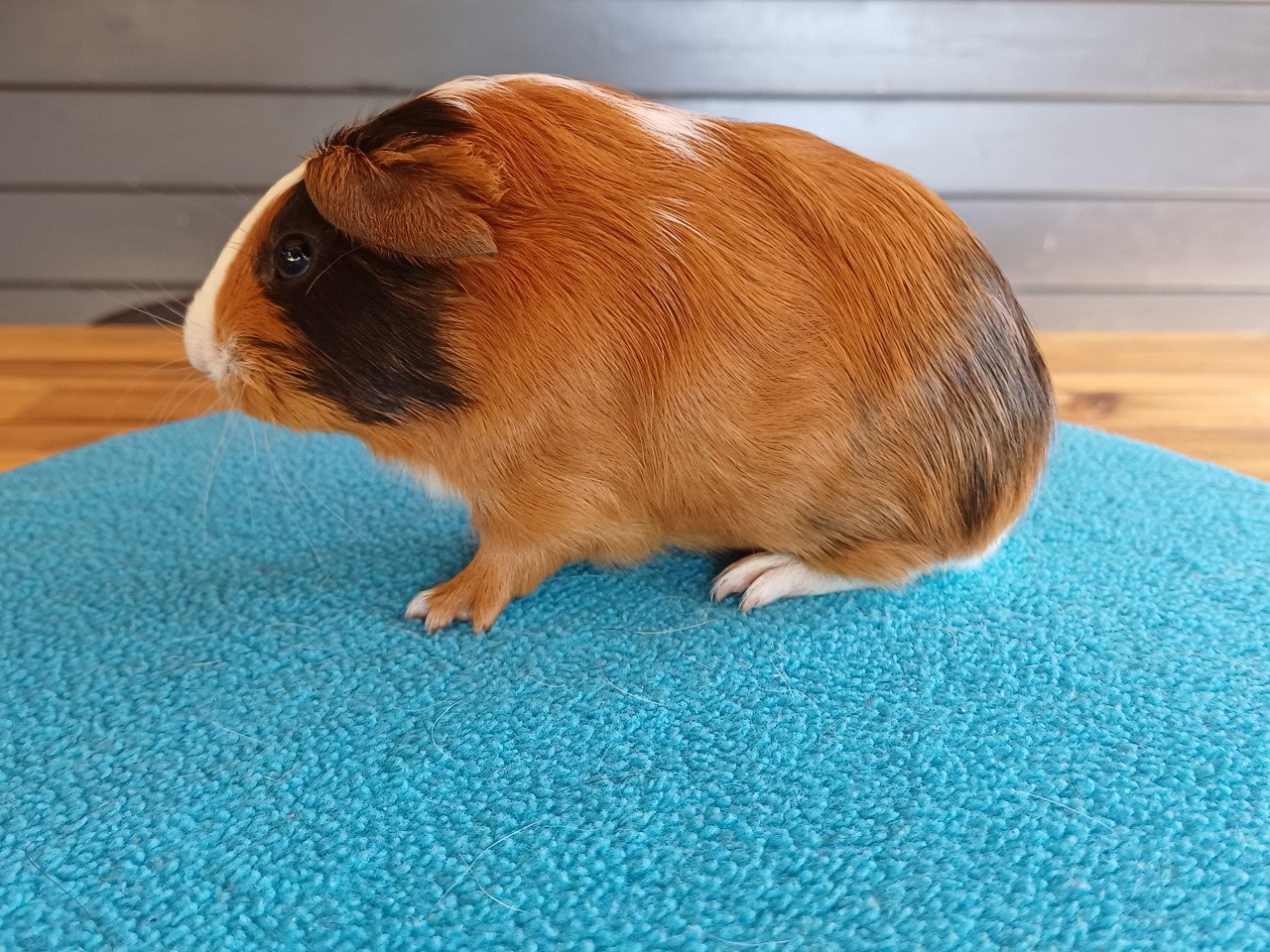 Diverse cavia's aangeboden