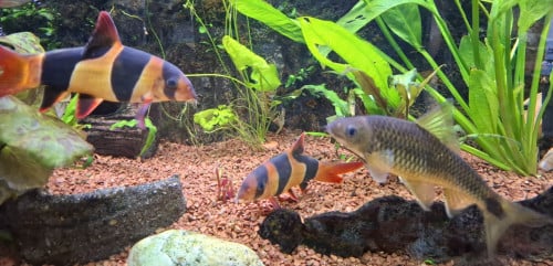 Aquariumvissen