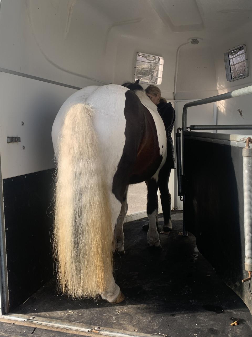 #Equi Pride# Grondwerk, rijden, gedrag, ESDr etc.