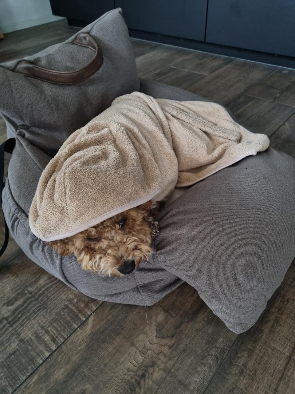 Automand hond Pets Place