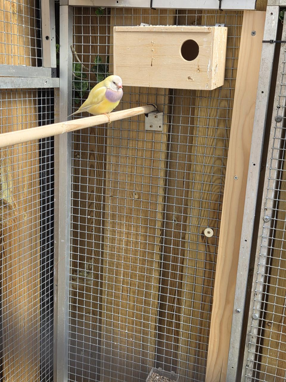 Tropische vogels