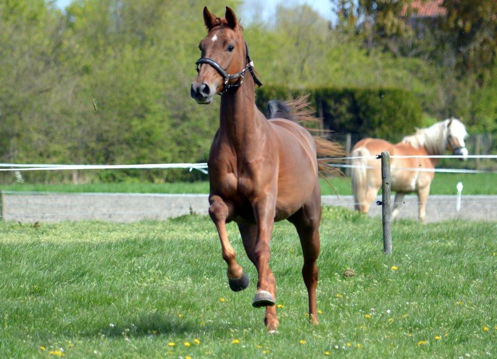 Te koop: 14 jarige KWPN merrie