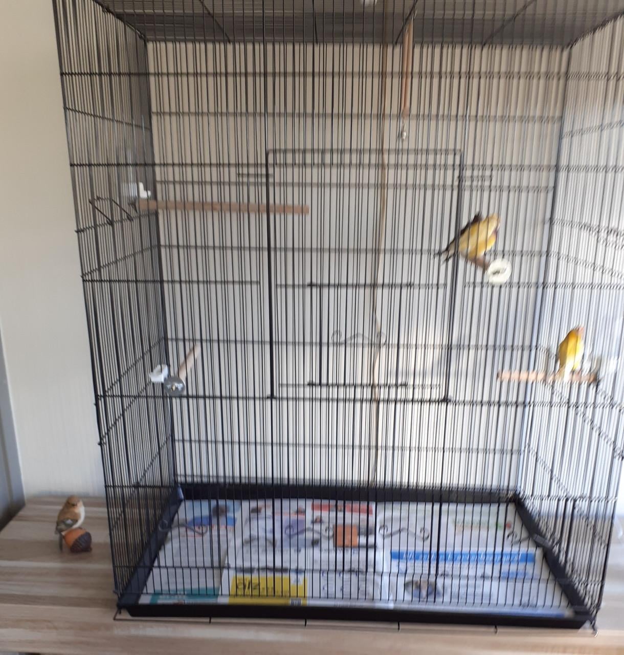 Kooi met 2 bichenows en 2 gele gouldamadines