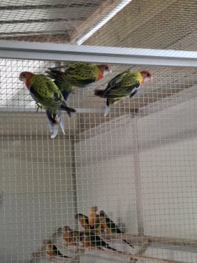 Jonge prachtrosella's