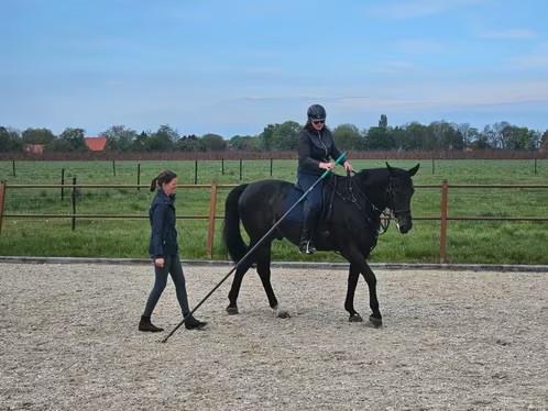 Zangersheide ruin 172 16