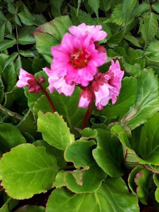 Jonge schoenlappersplanten (Bergenia cordifolia)