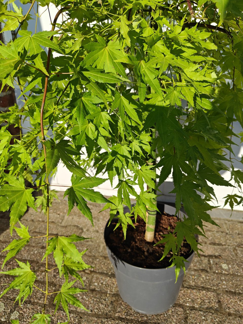 Japanse esdoorn Cascade Gold